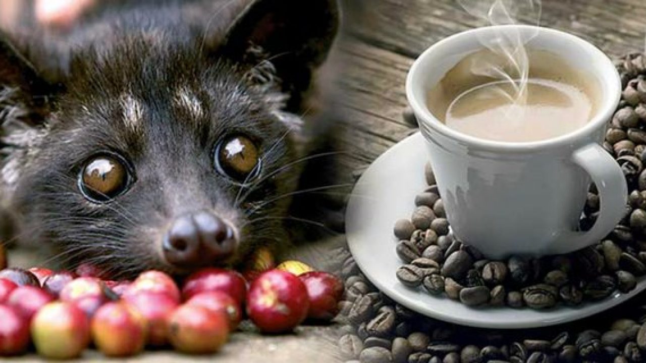 Kopi Luwak Tasting